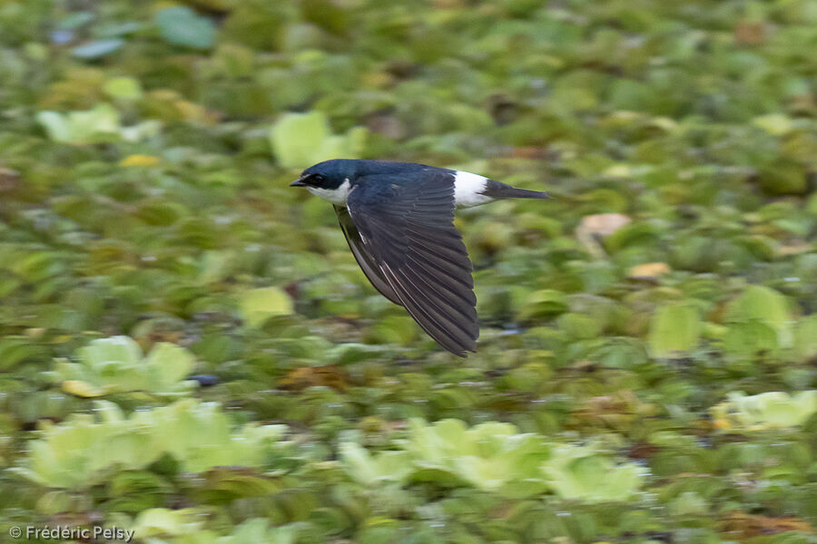 Hirondelle à diadème, Vol