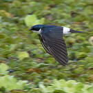 Hirondelle à diadème
