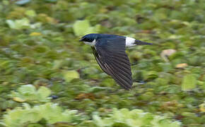 White-rumped Swallow