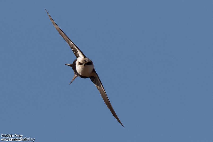 Hirondelle à dos blancadulte, Vol