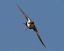 White-backed Swallow