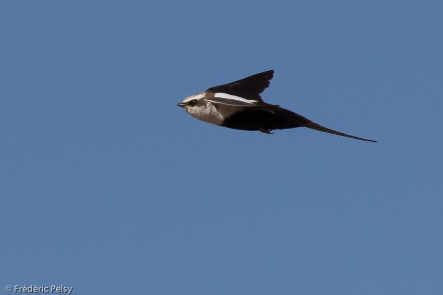 White-backed Swallowadult