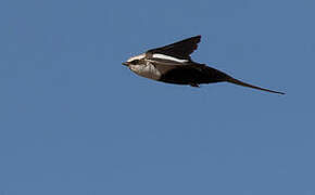 White-backed Swallow