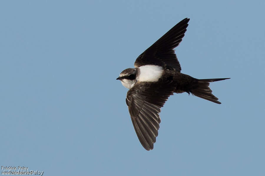 Hirondelle à dos blancadulte, identification