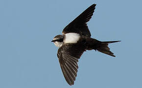 White-backed Swallow