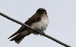 American Cliff Swallow