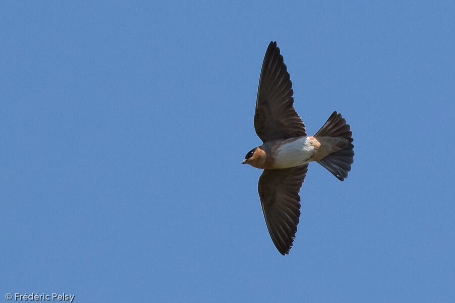 Hirondelle à front brunadulte, Vol