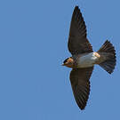 Hirondelle à front brun