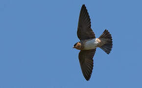 Cave Swallow