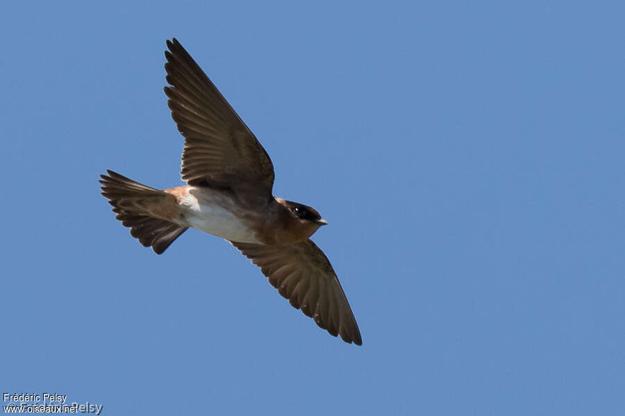 Hirondelle à front brunadulte, Vol