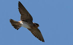 Cave Swallow