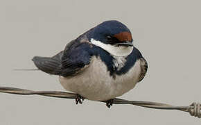 White-throated Swallow