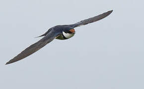 White-throated Swallow