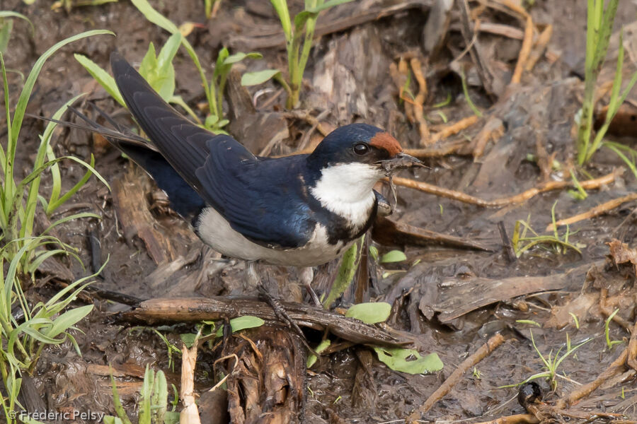 White-throated Swallowadult, Reproduction-nesting