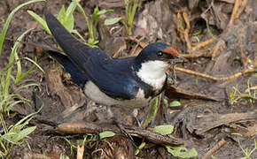 White-throated Swallow