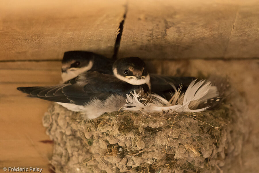 White-throated SwallowPoussin, Reproduction-nesting