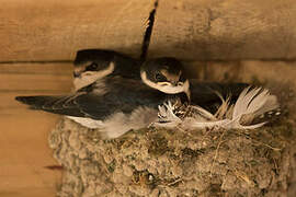 White-throated Swallow