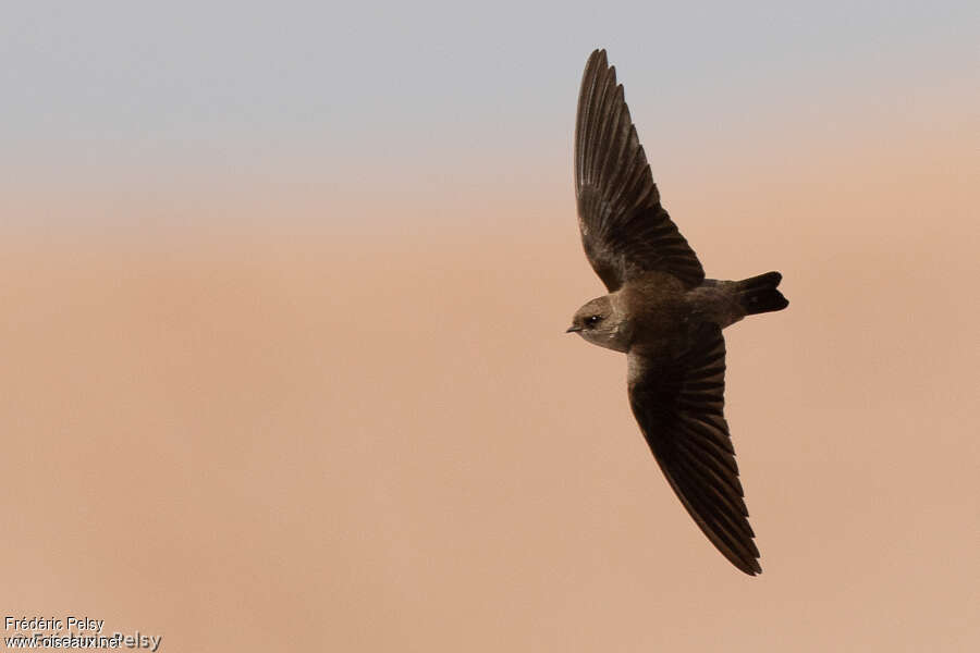 Grey-throated Martin, Flight