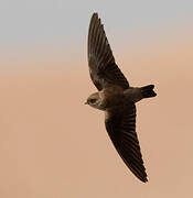 Grey-throated Martin