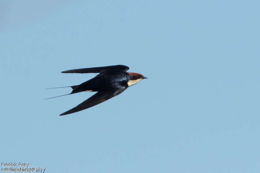 Hirondelle à longs brinsadulte, Vol