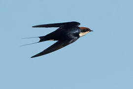 Wire-tailed Swallow