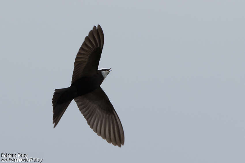 Hirondelle à tête blanche mâle adulte, pêche/chasse