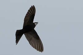 White-headed Saw-wing