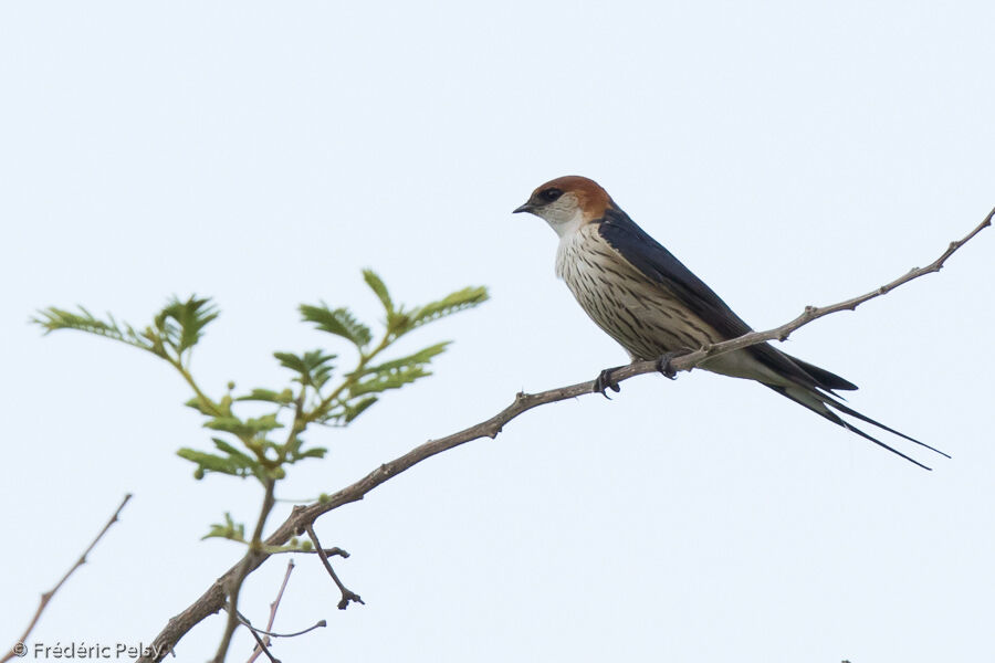 Greater Striped Swallowadult