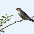 Hirondelle à tête rousse