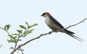 Hirondelle à tête rousse