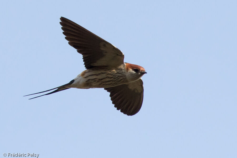 Hirondelle à tête rousse, Vol