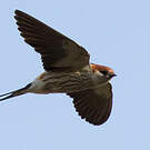 Hirondelle à tête rousse