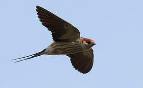 Greater Striped Swallow