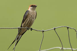 Hirondelle à tête rousse