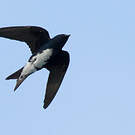 Hirondelle à ventre blanc