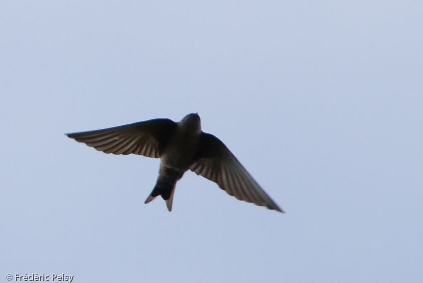 Brown-bellied Swallowadult