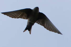 Brown-bellied Swallow