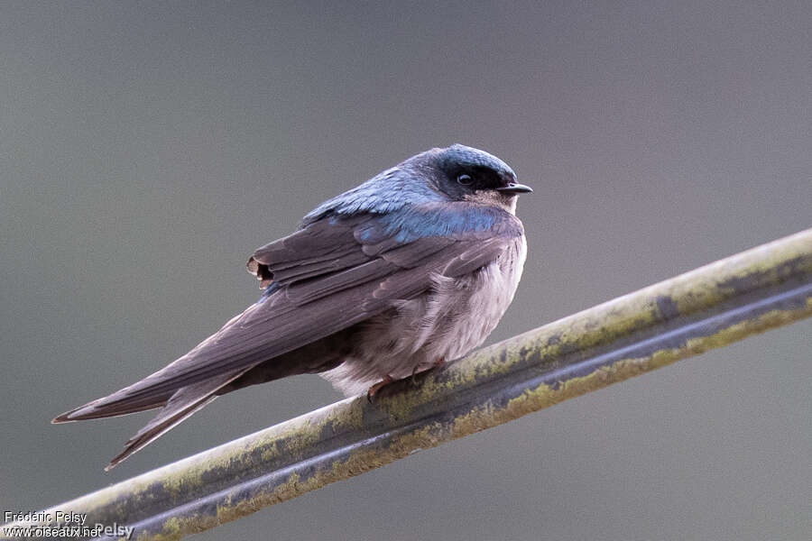 Brown-bellied Swallowadult, identification