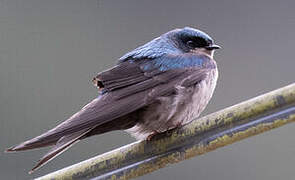 Brown-bellied Swallow