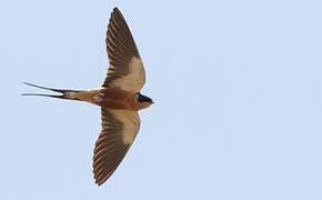 Red-breasted Swallow