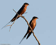 Red-breasted Swallow