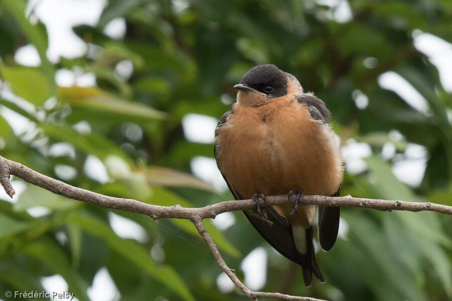 Hirondelle à ventre rouxjuvénile