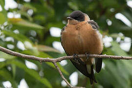 Red-breasted Swallow