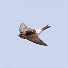 Hirondelle ariel