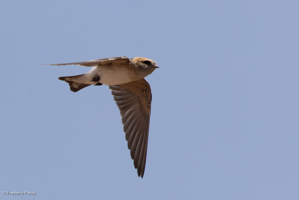 Hirondelle ariel, Vol