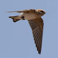 Hirondelle ariel