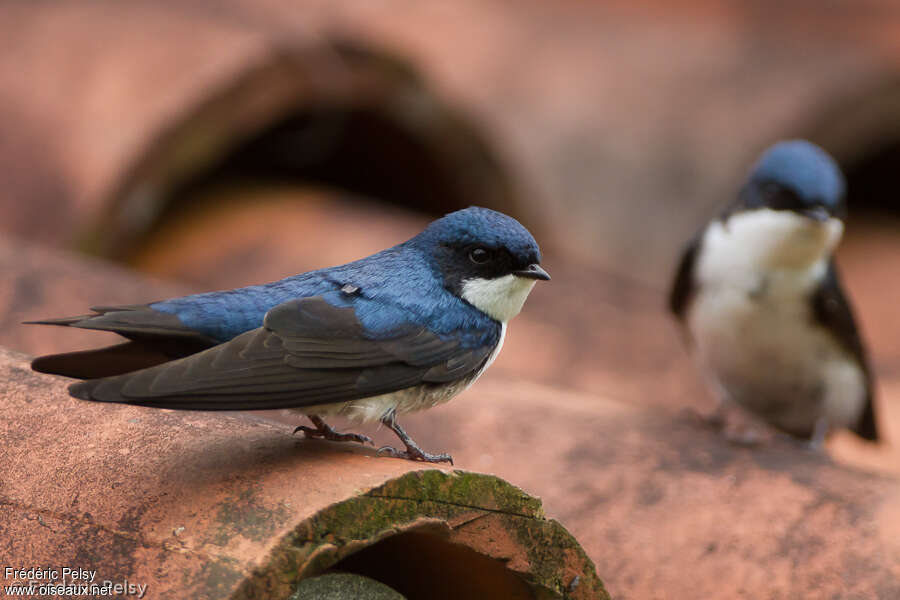 Hirondelle bleu et blancadulte, identification