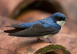 Blue-and-white Swallow