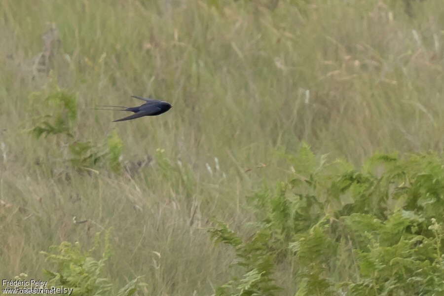 Hirondelle bleue mâle adulte, identification