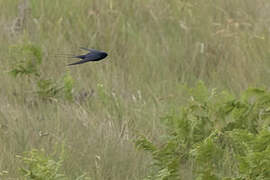 Blue Swallow